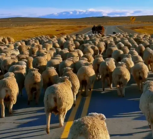 ovejas-7545