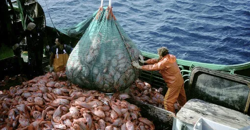 El-calamar-Illex-es-el-unico-producto-que-mostro-crecimiento-en-precios-y-demanda.