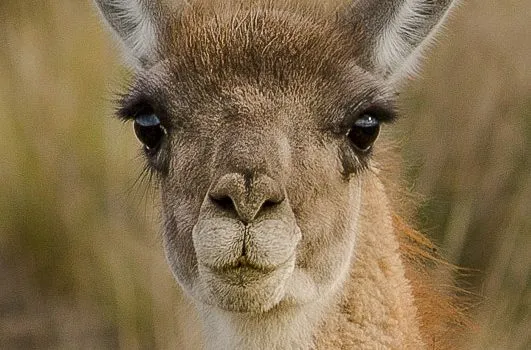 lama-guanacos-531x350