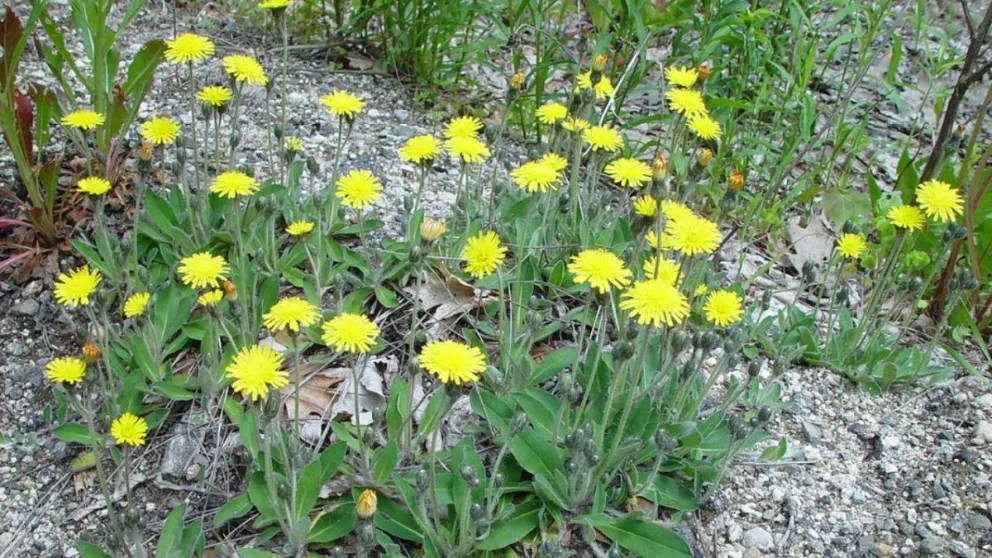 multimedia.normal.aeedb4354de989bd.bm9ybWFsLndlYnA=