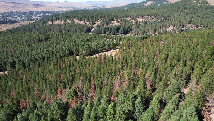 bosque-afectado-sirex-lmnjpeg