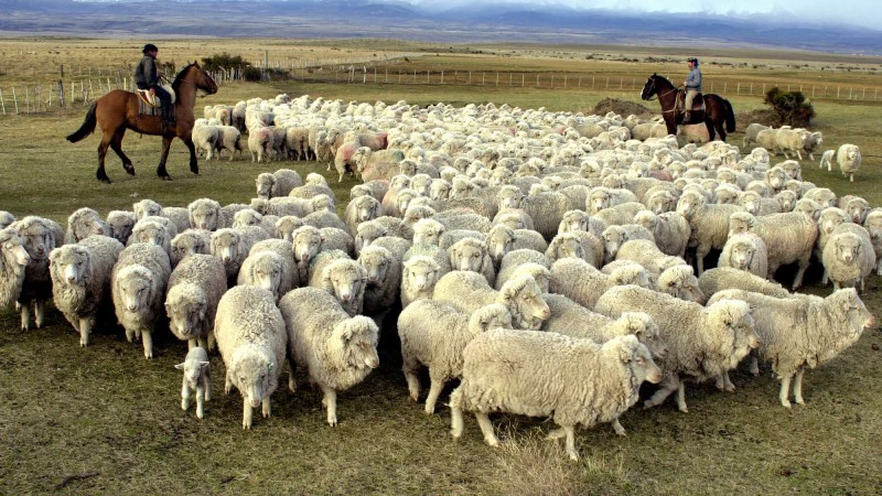 68e9a93b7a83c_800_450! (1)