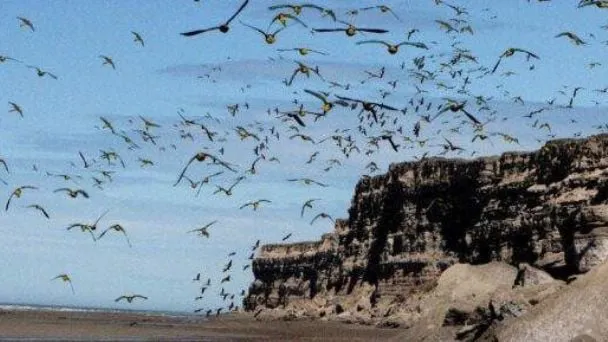 ACANTILADO LOROS VIEDMA