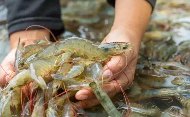 langostino-pesca-9834-1-728x449