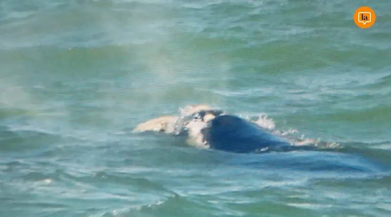 800x445_ballena