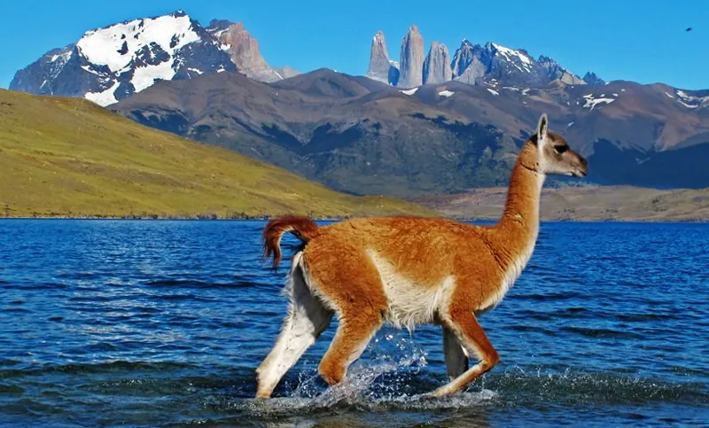 Guanacos