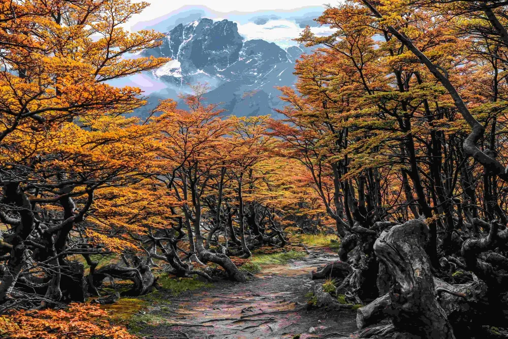 otoño tdf