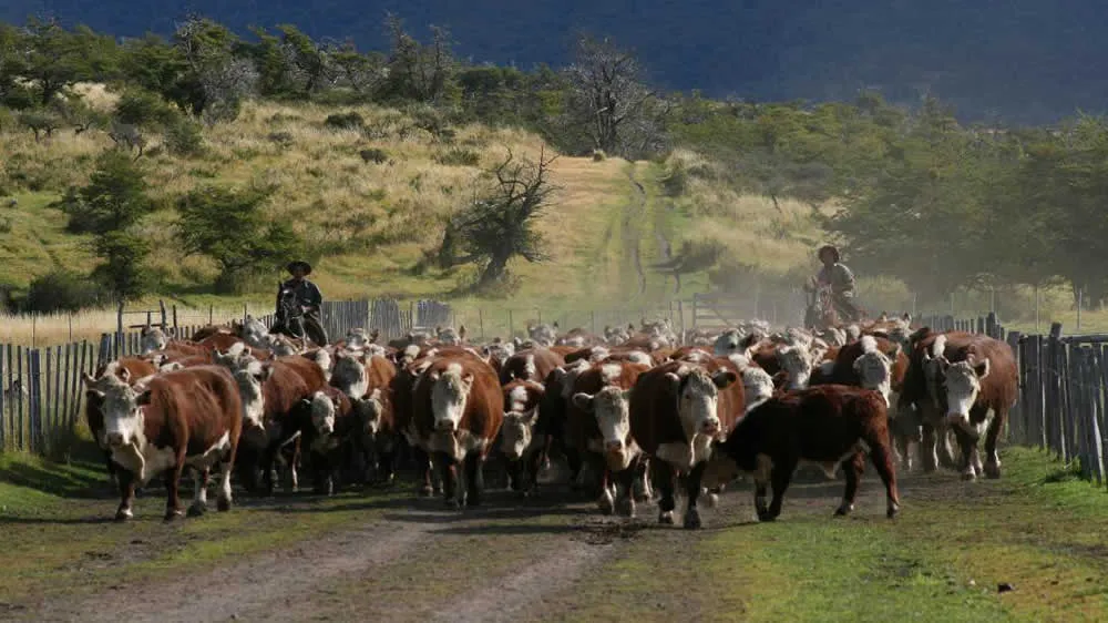 ganado-bovino-patagonia