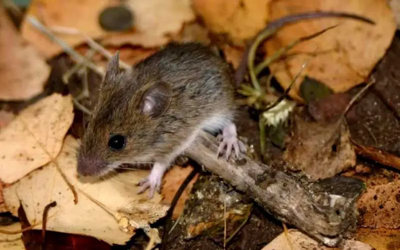 hantavirus-en-argentina-infomed