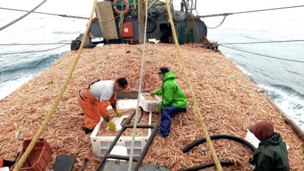 Pesca-Langostino