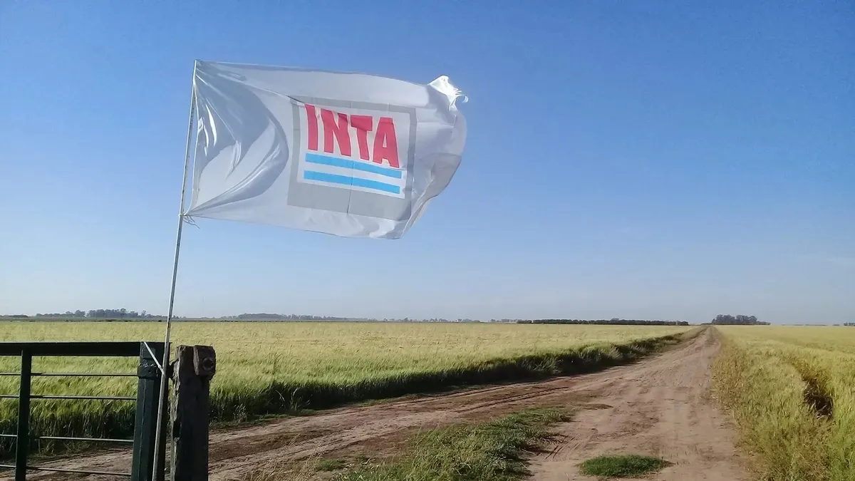 inta-bandera