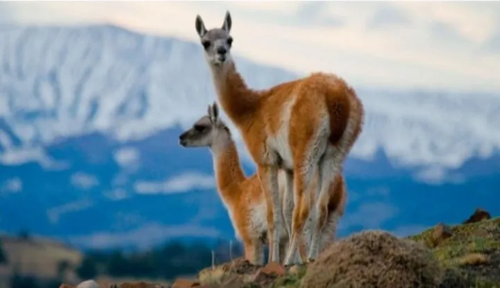 Guanaco