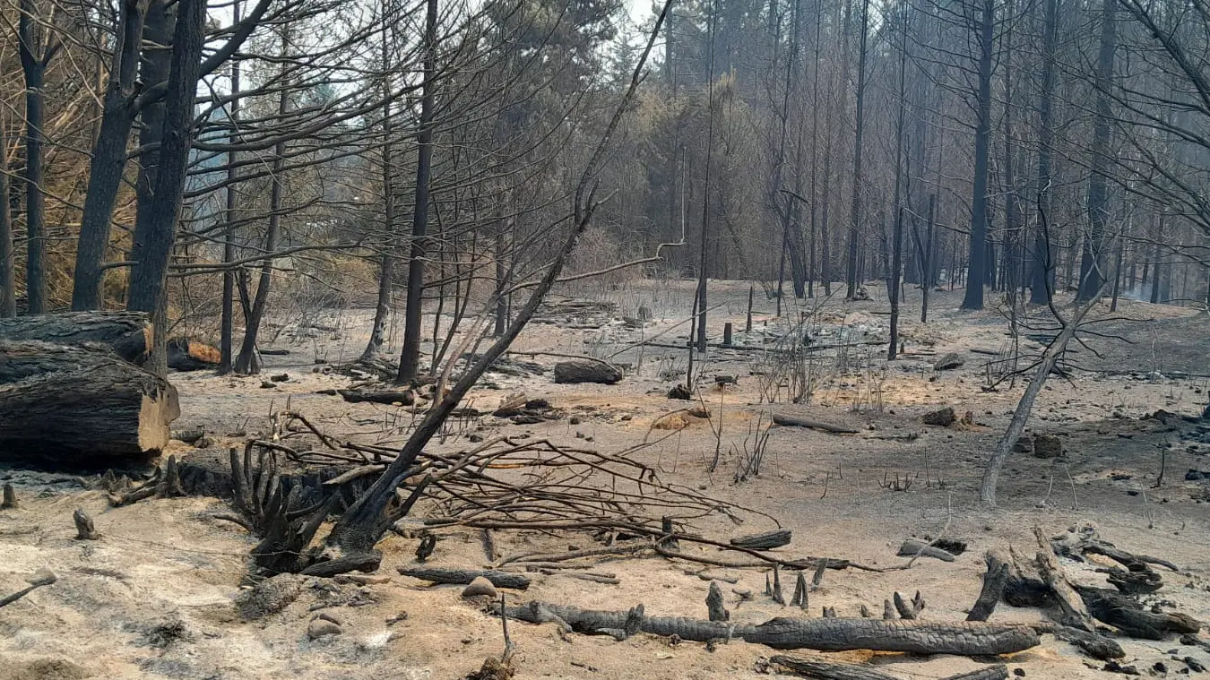 Bosques-quemados