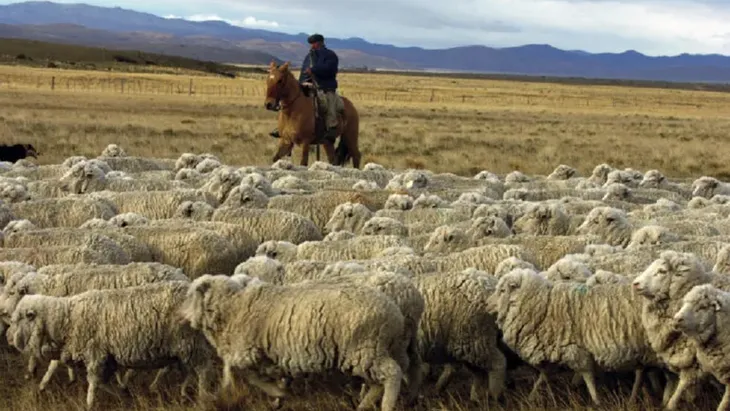 ovejas-patagoniajpg