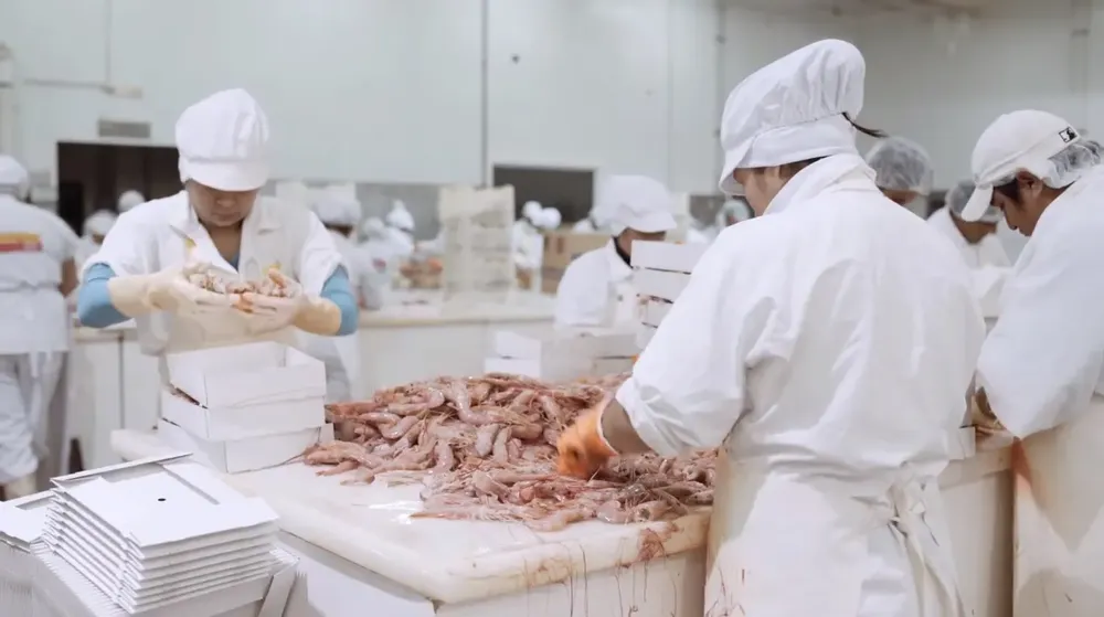 PROCESAMIENTO-PESCA-LANGOSTINO