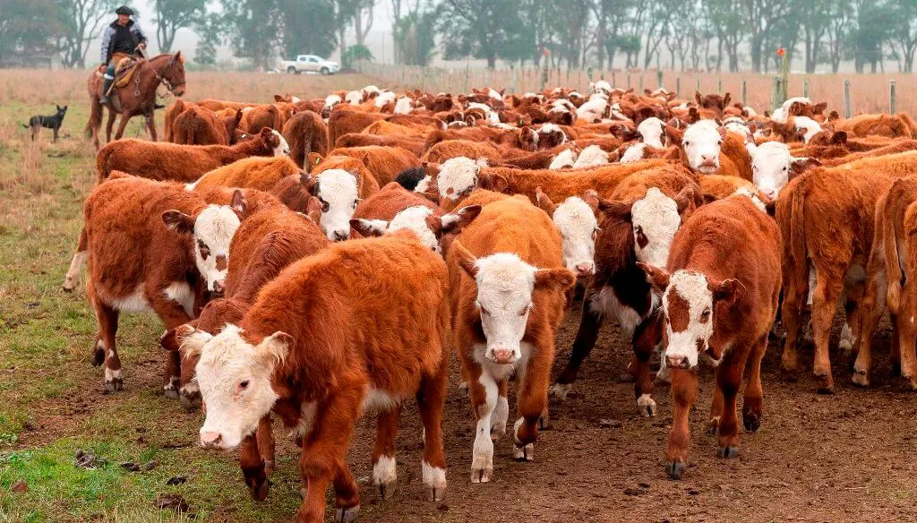 vacas-ganaderia