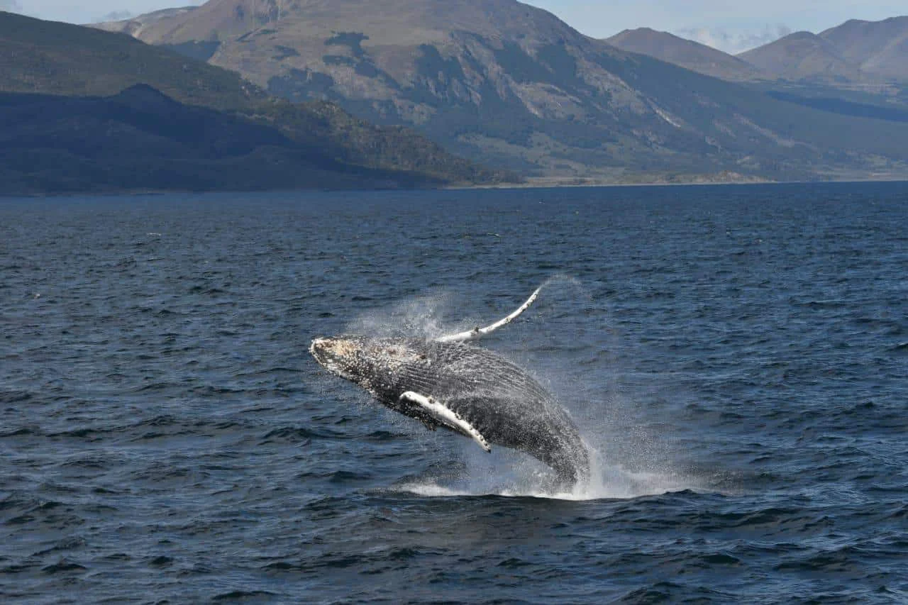 ballenas
