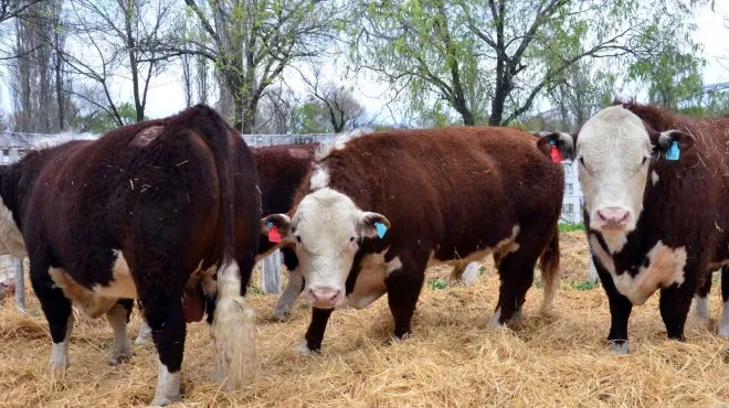 Vacas