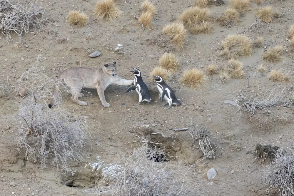 16HS-PUMAS-01-tjgk-superJumbo