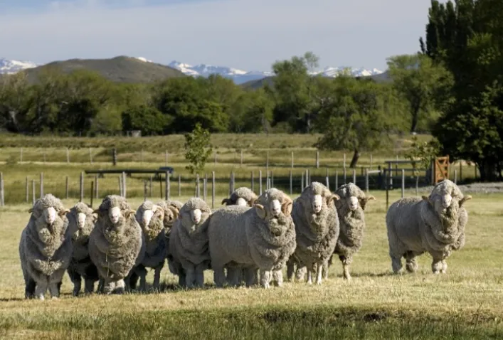 CAMPO-LANA-843