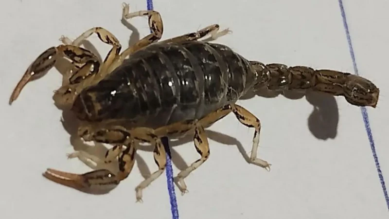 662bfef1d3dae_800_450!