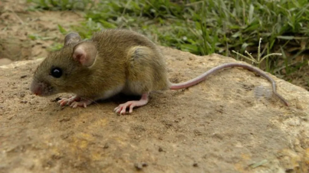 hantavirus 1
