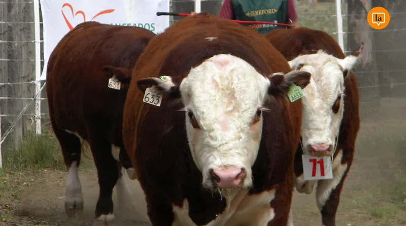 800x445_hereford
