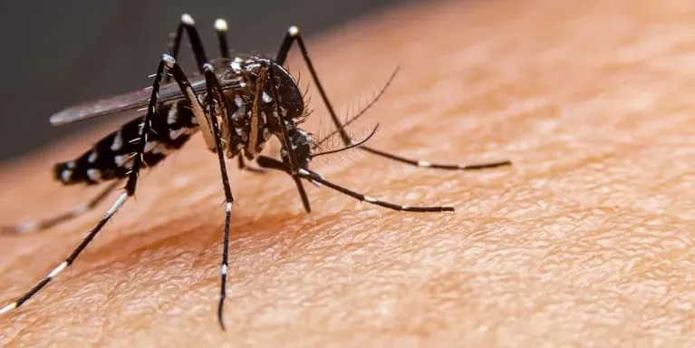 dengue