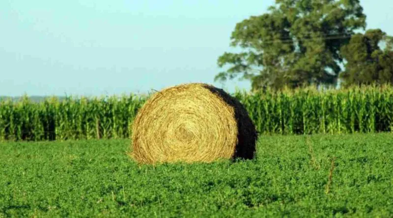 Alfalfa