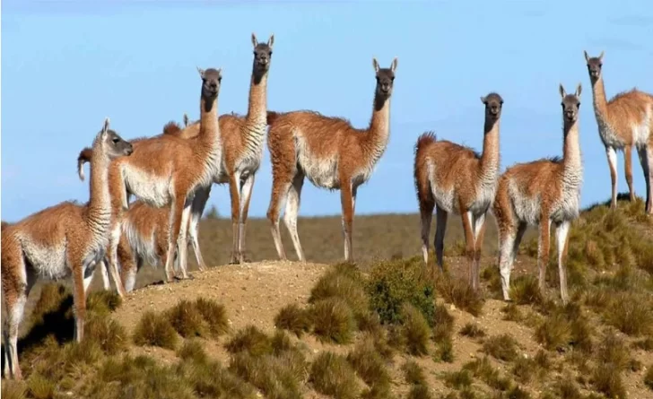 Guanacos-728x445
