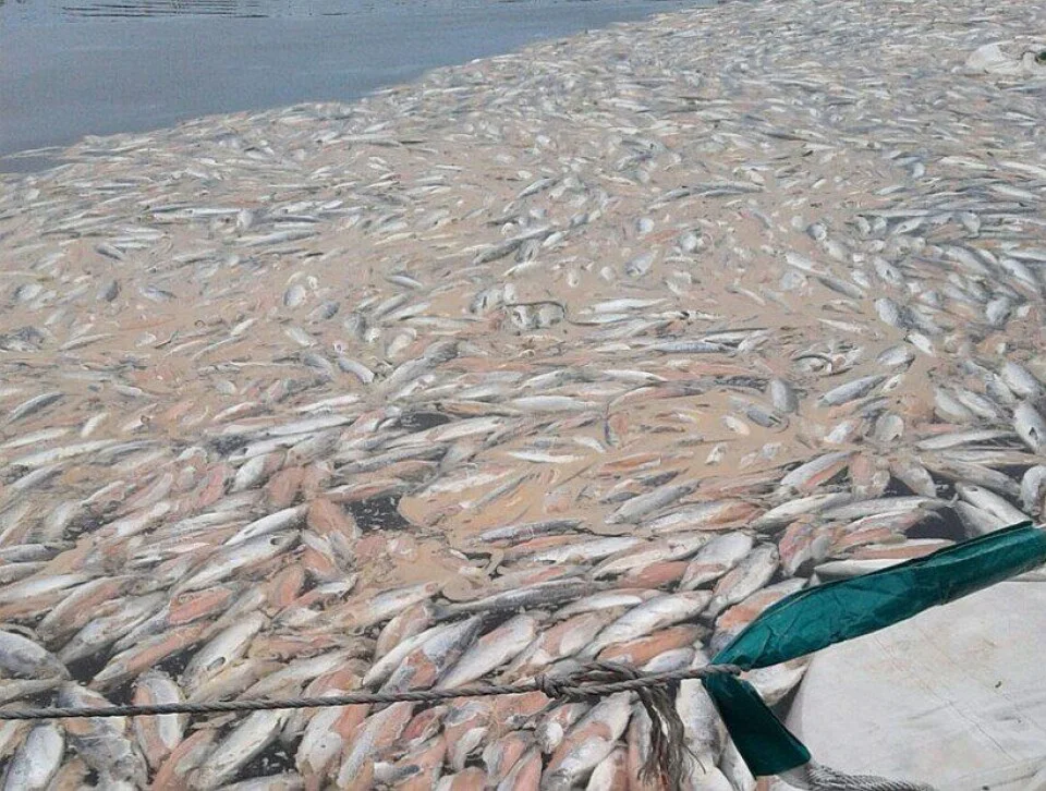 salmones muertos