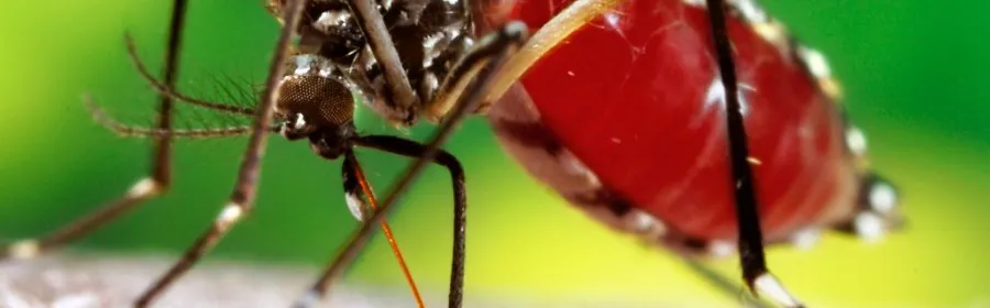 dengue-1-900x280