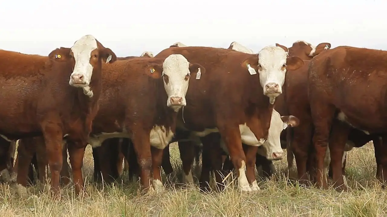 Vacas (1)
