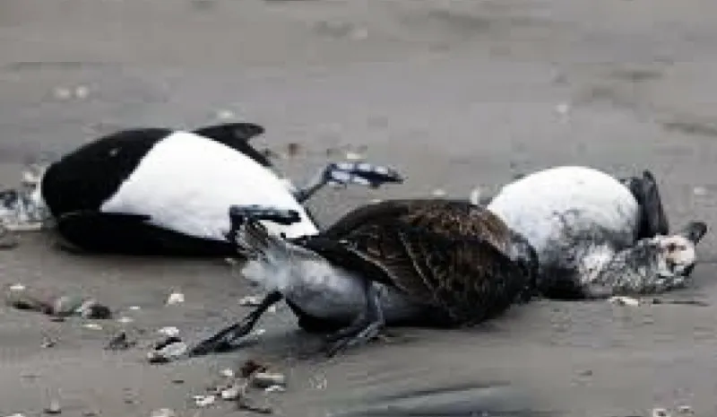 multimedia.normal.8cce63901ba7b3e6.bm9ybWFsLndlYnA=